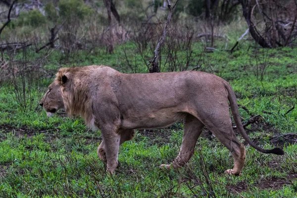 Young Lion Panthera Leo Male Walking Nature Reserve Kwazulu Natal — Stock Photo, Image