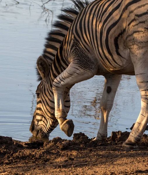 Zebra Equus Quagga Waterhole Game Reserve Kwazulu Natal South Africa — Stock Photo, Image