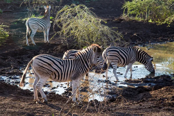 Zebralar (Equus quagga) oyun rezerv Kwazulu-Natal, Güney Afrika için ziyarette200 grup.