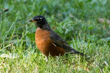 Amerikan Robin (Turdus migratorius), Yetişkin, erkek, Central Park, Manhattan, New York, ABD bir çimenlikte.