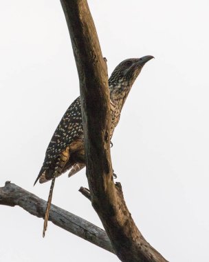 Asya Koeli (Eudinnamus scolopaceus), Tayland 'da Koh Lanta adasının güney kesimindeki bir ağaçta bulunur..