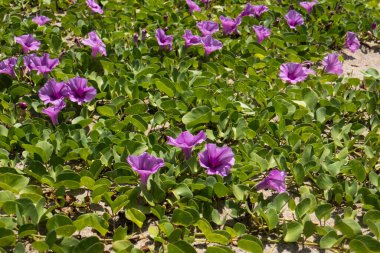 Tayland 'ın güneyindeki Koh Lanta adasında çiçekli plaj..