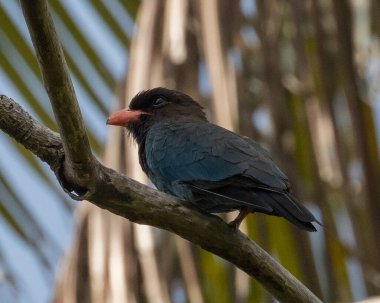 Dolar kuşu (Eurystomus orientalis), Tayland 'ın güneyindeki Koh Lanta adasında bir dalda bulunur..
