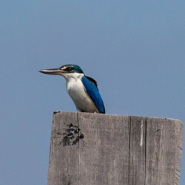 Tayland 'ın güneyindeki Koh Lanta Adası' ndaki Saladan İskelesi 'nde Yakalı Balıkçı (Todiramphus chloris)..