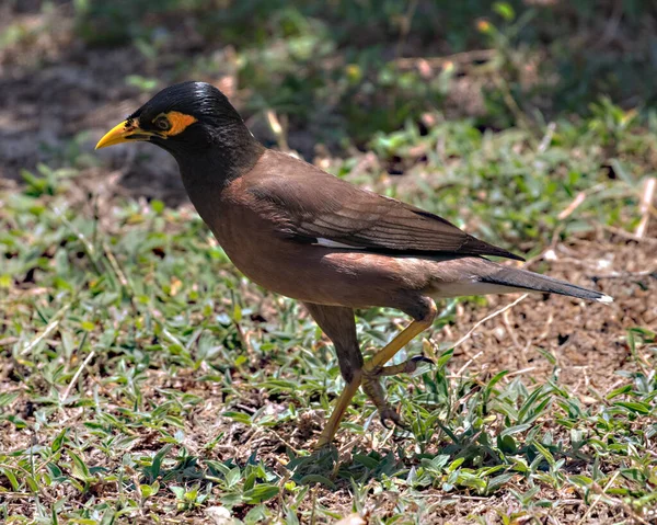 Common Myna Acridotheres Tristis Zemi Ostrově Koh Kradan Jižním Thajsku — Stock fotografie