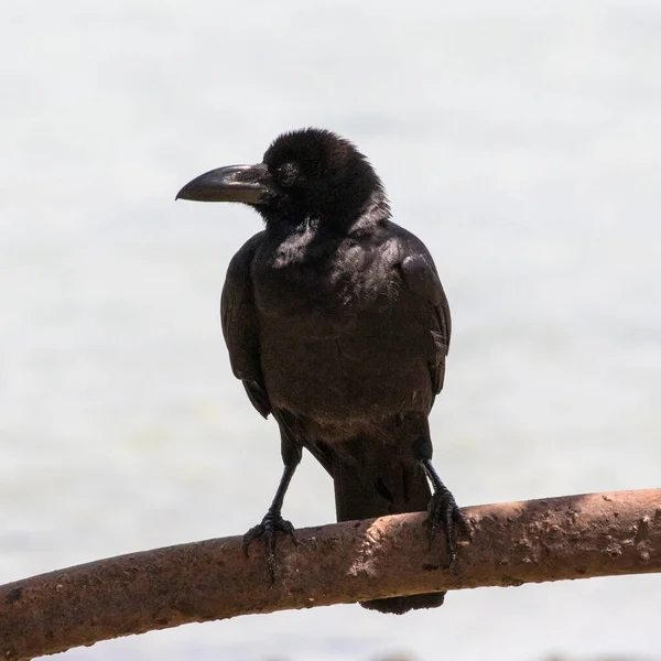 タイ南部のKoh Kradan島の木に座っている家のカラス コルバスの素晴らしさ — ストック写真