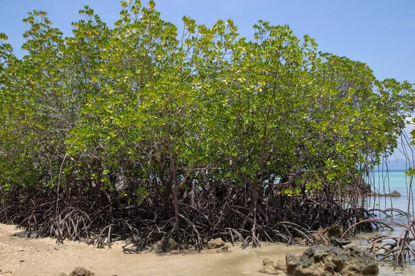 Mangrove Strand Auf Der Kleinen Insel Koh Kradan Süden Thailands — Stockfoto