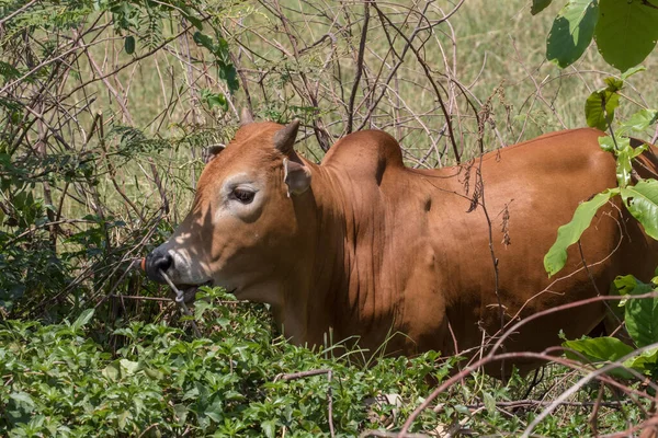 Tayland 'ın güneyindeki Koh Lanta adasında sığır otlağı.