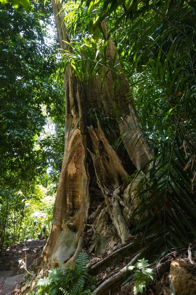 Mu Koh Lanta Ulusal Parkı 'nda yağmur ormanları, Tayland' ın güneyindeki Koh Lanta adasının en güney kesiminde..