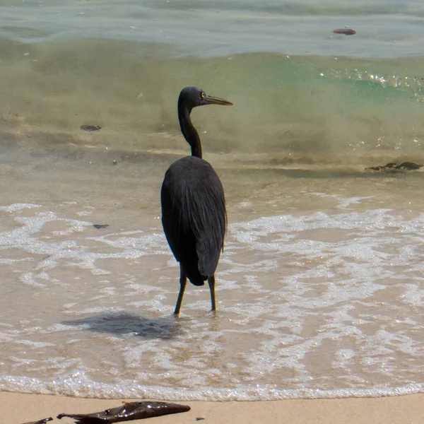 Czapla Rafowa Egretta Sacra Plaży Małej Wyspie Koh Kradan Południowej — Zdjęcie stockowe