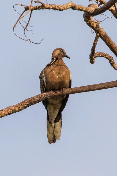 Benekli Güvercin (Streptopelia chinensis) Tayland 'ın güneyindeki Koh Lanta adasında bir ağaçta oturuyor..
