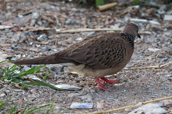 Пятнистая Голубка Streptopelia Chinensis Питается Земле Острове Ланта Koh Lanta — стоковое фото