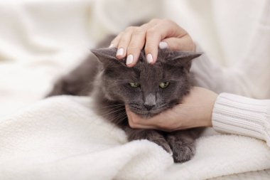 Güzel gri kabarık kedi ile kadın el oynuyor.