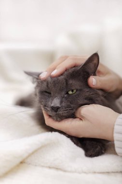 Güzel gri kabarık kedi ile kadın el oynuyor.