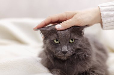 Güzel gri kabarık kedi ile kadın el oynuyor.