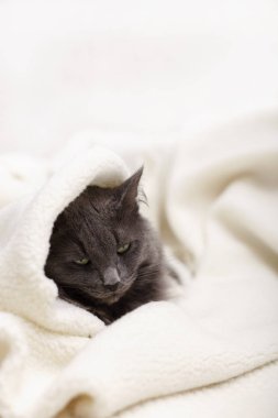 Güzel gri tüylü kedi kanepede uyuyor.. 