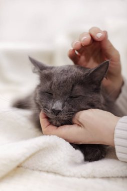 Güzel gri kabarık kedi ile kadın el oynuyor.