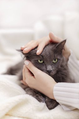 Güzel gri kabarık kedi ile kadın el oynuyor.