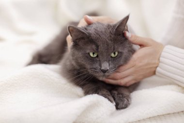 Güzel gri kabarık kedi ile kadın el oynuyor.