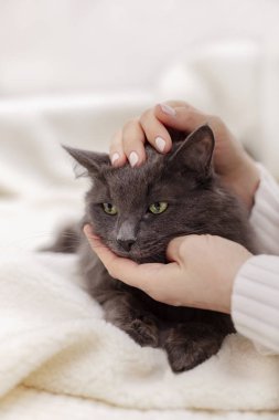 Güzel gri kabarık kedi ile kadın el oynuyor.