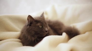 Güzel gri tüylü kedi kanepede uyuyor. Seçici odak.