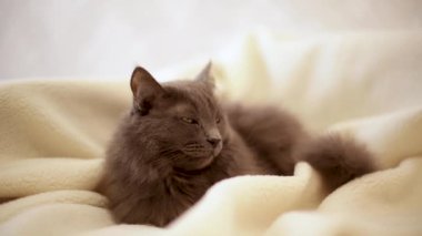 Güzel gri tüylü kedi kanepede uyuyor. Seçici odak.