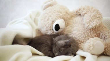 Güzel gri tüylü kedi kanepede uyuyor. Seçici odak.