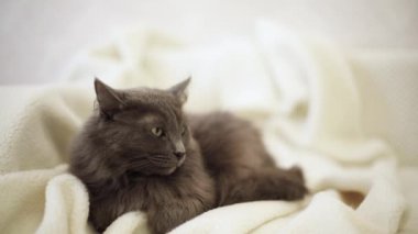 Güzel gri tüylü kedi kanepede uyuyor. Seçici odak.