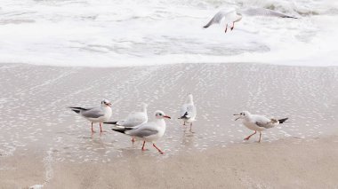 Karadeniz sahilinde martılar var. Seçici odak.