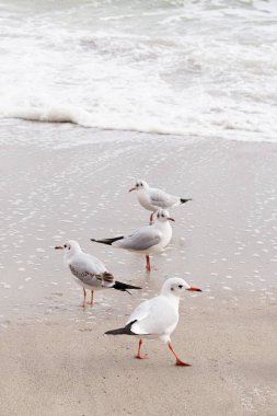 Karadeniz sahilinde martılar var. Seçici odak.