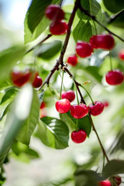 Bahçedeki dallarda kırmızı kiraz demetleri. Seçici odak.