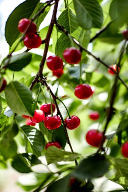 Bahçedeki dallarda kırmızı kiraz demetleri. Seçici odak.