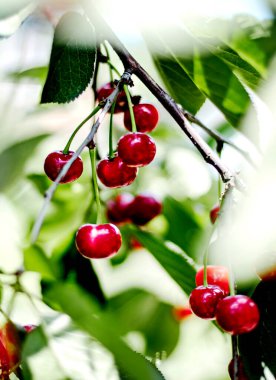 Bahçedeki dallarda kırmızı kiraz demetleri. Seçici odak.