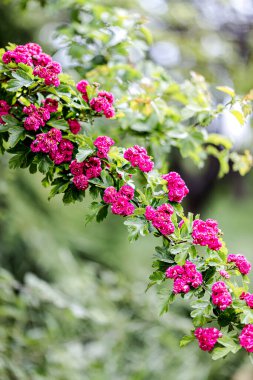 Bahar geldi. Pembe küçük çiçeklerle süslü süs dikeni. Seçici odak.