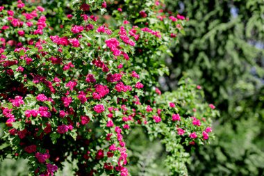 Bahar geldi. Pembe küçük çiçeklerle süslü süs dikeni. Seçici odak.