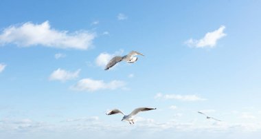 Mavi gökyüzünün arka planında güzel martılar. Seçici odak.