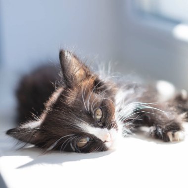 Küçük komik siyah beyaz kedi yavrusu (1,5 ay) pencere kenarında oturur. Seçici odak.