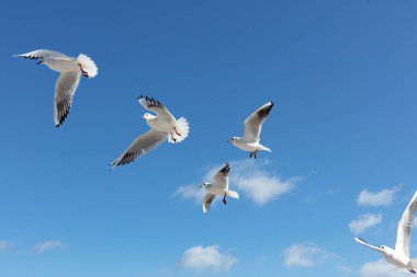 Mavi gökyüzünün arka planında güzel martılar. Seçici odak.