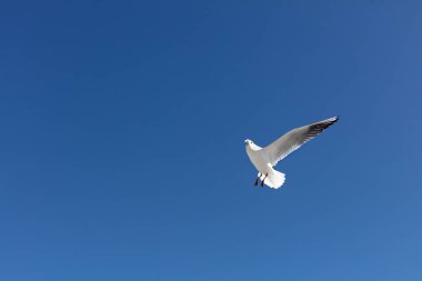 Mavi gökyüzünün arka planında güzel martılar. Seçici odak.