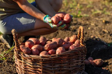 Kadın çiftçi, hasat sepetinde patates topluyor. Hasat et.