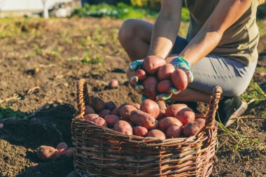 Kadın çiftçi, hasat sepetinde patates topluyor. Hasat et.