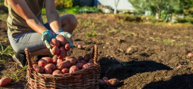 Kadın çiftçi, hasat sepetinde patates topluyor. Hasat et.
