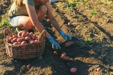 Kadın çiftçi, hasat sepetinde patates topluyor. Hasat et.