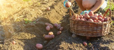 Kadın çiftçi, hasat sepetinde patates topluyor. Hasat et.