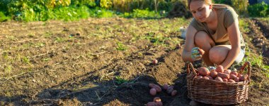 Kadın çiftçi, hasat sepetinde patates topluyor. Hasat et.