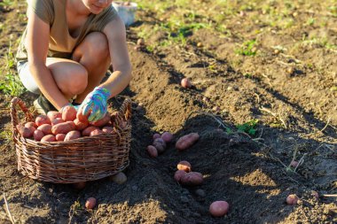 Kadın çiftçi, hasat sepetinde patates topluyor. Hasat et.