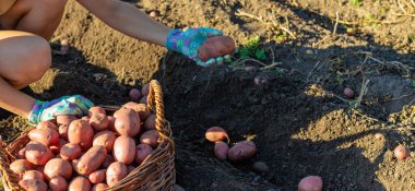 Kadın çiftçi, hasat sepetinde patates topluyor. Hasat et.