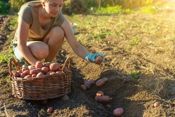 Kadın çiftçi, hasat sepetinde patates topluyor. Hasat et.