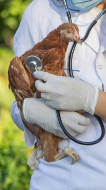 Veteriner, tavuğu steteskopla inceliyor..