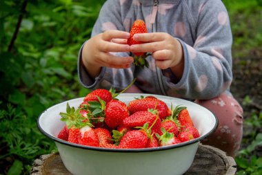 Bahçede çilek yiyen bir kız. Seçici odak.